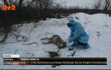 Месть за убитого самца: местные жители рассказали о причине нападения волчицы на Запорожье (видео)