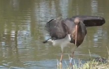 Лелеча доля: ризикований експеримент українських орнітологів закінчився успіхом (відео)