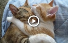 Сегодня отмечается Международный день объятий: милые обнимашки от малышей и животных (видео)