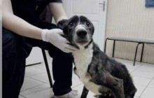 В Харькове спасли собак, которых женщина годами не выпускала из квартиры (видео)