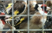 Контрабандні щиглики, яких перехопили у Борисполі, могли померти через переповнені клітки (фото, відео)
