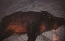 Браконьеры устроили в заповеднике "Хортица" охоту на кабанов (фото)