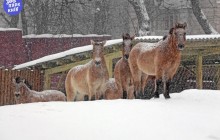 Снег не помешал хорошему настроению обитателей киевского зоопарка (фоторепортаж)
