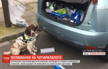 У Британії контрабандисти оголосили винагороду у $30 тисяч за голову поліцейського собаки (відео)