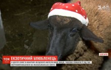 Жертвоприношение по-болгарски: мужчина разделил квартиру с овцой Мими (видео)