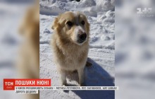 Метис ретривера Нюня обошел пол-Киева в поисках Надежды (видео)