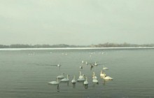 На Бортницькій станції очищення води оселилися лебеді (фото)