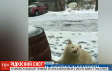 У Канаді помітили рідкісного єнота-альбіноса (відео)