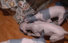 До України прийшла мода на лисих тварин (відео)