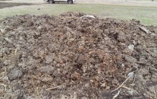 На территории заповедника "Тузловские лиманы" в Одесской области обнаружен скотомогильник и свалка навоза (фоторепортаж)