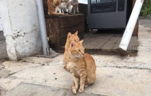 У Львові порахують всіх вуличних котів