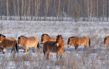 Прекрасно себя чувствуют: ученые показали свежие фото животных из заснеженной зоны отчуждения возле ЧАЭС (фоторепортаж)
