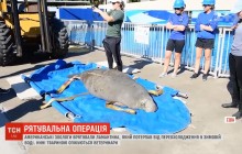 Американські зоологи врятували 330-кілограмового ламантина від переохолодження (відео)