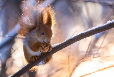 Синоптикиня повідомила, чи варто готуватися до сильних морозів і опадів в Україні