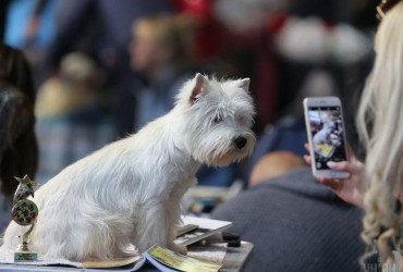 Самые популярные смартфоны 2022 года: эксперты составили рейтинг