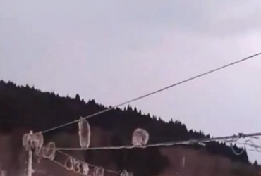 Гуляють по дротах: у Японії мавпи вигадали незвичну забаву (відео)