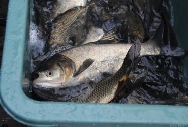 На жаль, її не так багато: експерт розкрив правду про те, яку річкову рибу продають в Україні