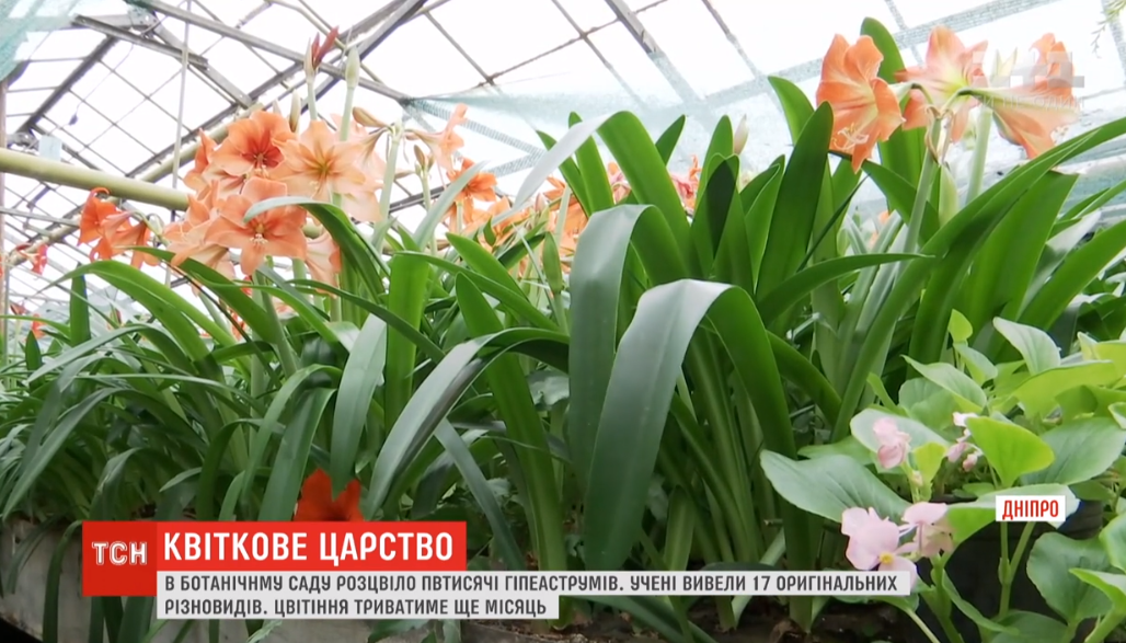 В Днепре расцвели полтысячи лилий / скриншот видео ТСН