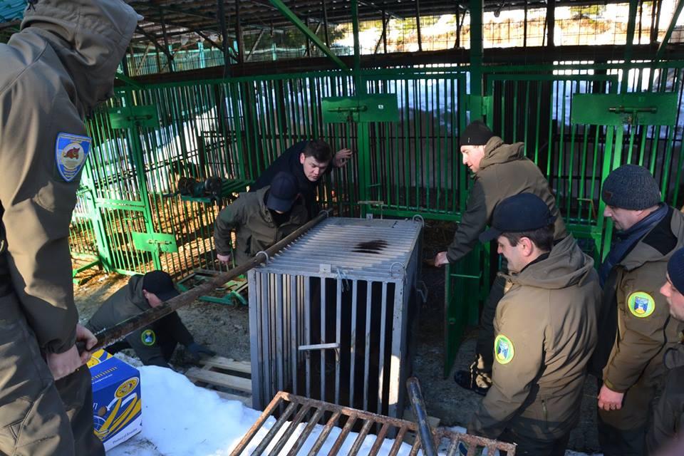 П'ятеро клишоногих з Донеччини тимчасово оселяться в реабілітацiйному центрі на Закарпатті (фото) П'ятеро клишоногих з Донеччини тимчасово оселяться в реабілітацiйному центрі на Закарпатті (фото)