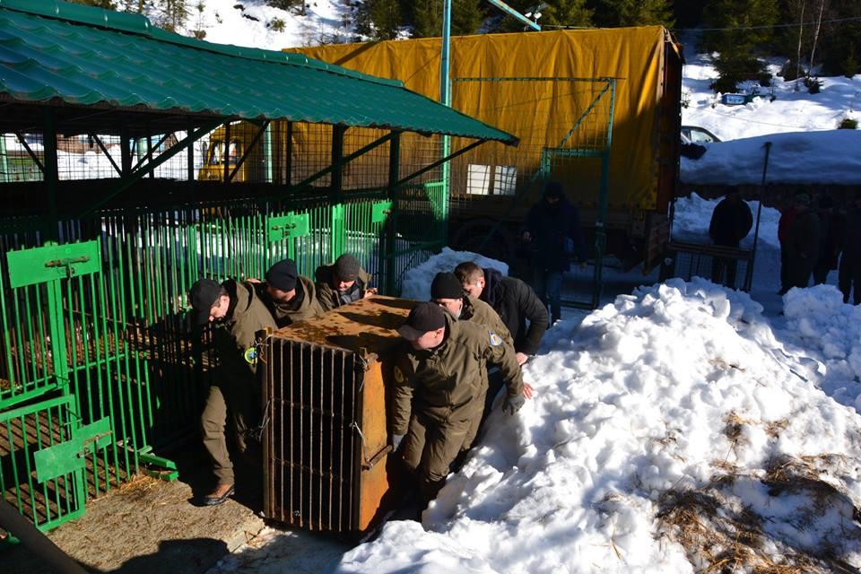 П'ятеро клишоногих з Донеччини тимчасово оселяться в реабілітацiйному центрі на Закарпатті (фото) П'ятеро клишоногих з Донеччини тимчасово оселяться в реабілітацiйному центрі на Закарпатті (фото)