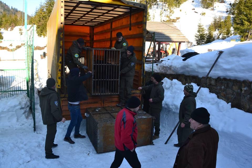 Транспортування тварин пройшло успiшно, без пригод / Фото: Facebook Транспортування тварин пройшло успiшно, без пригод / Фото: Facebook