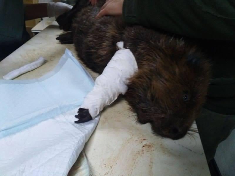 В Киеве спасли бобра, который едва не стал жертвой браконьера / Facebook - Kyiv Animal Rescue Group В Киеве спасли бобра, который едва не стал жертвой браконьера / Facebook - Kyiv Animal Rescue Group