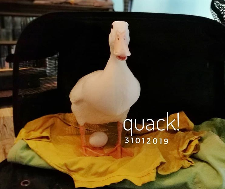Щодня качка несе своїй рятівниці яйця / фото instagram.com/daily_daisy_duck