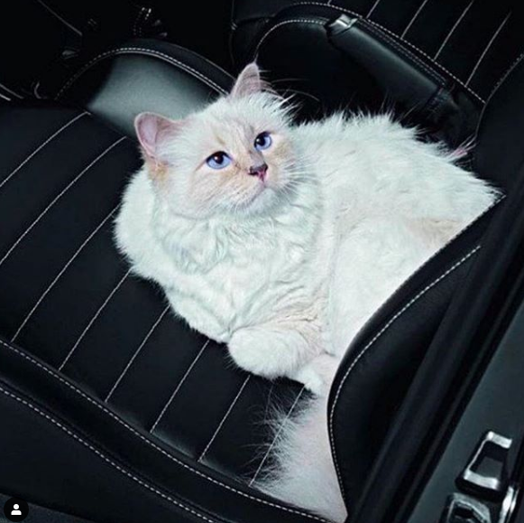 Шуппет Лагерфельд / instagram.com/choupettesdiary