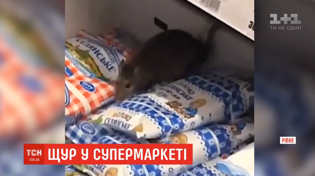 На полицях супермаркету на Рівненщині помітили пацюка / фото скріншот відео ТСН