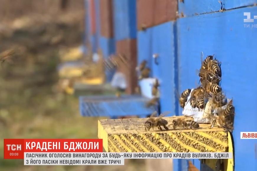 На Львовщине не могут поймать таинственных похитителей пчел / ТСН На Львовщине не могут поймать таинственных похитителей пчел / ТСН