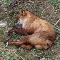 Animals are dying: Russian occupation authorities provoke new ecological disaster in Crimea (Photo, video)