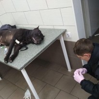 В Киеве пьяный мужчина натравил своего бойцовского пса на посетителей супермаркета, собаку застрелили (фото)