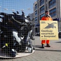 Леонардо Ди Каприо призвал освободить касаток и белух, которых держат в плену в России