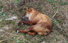 Animals are dying: Russian occupation authorities provoke new ecological disaster in Crimea (Photo, video)