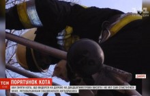 В Днепре пожарные с автолестницей спасали застрявшего на дереве кота (видео)