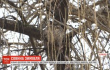 Кілька десятків сов облаштували собі місце для зимівлі прямісінько у центрі Чернівців (відео)