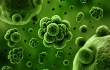 Найден новый способ лечения опасной половой инфекции