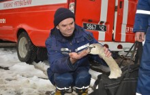 В Черновцах чрезвычайники спасли одинокого молодого лебедя (фоторепортаж, видео)