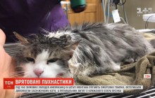 Аномальні холоди у США: мешканці масово рятують змерзлих тварин (відео)