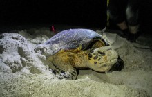 Австралійські вчені спільно з WWF розробляють способи охолодження гнізд морських черепах