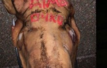 "На холодець буде": в мережі висміяли інцидент з підкинутою свинячою головою Гордону