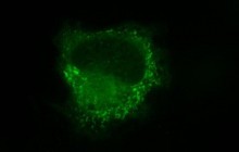 Ученые увидели, как действует никотин внутри нервной клетки (фото)