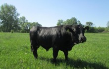 «Укрлендфармінг» за три роки наростив поголів'я великої рогатої худоби м'ясного напряму на 11%