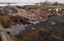 Через облаштування стихійного скотомогильника під Тернополем через суд хочуть заборонити діяльність місцевому підприємству (фото)