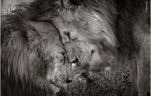 Названы победители конкурса "Фотограф-натуралист года" (фото)