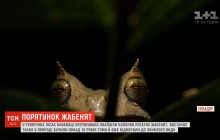 Вчені виявили колонію рідкісних жабенят у тропічних лісах Еквадору (відео)