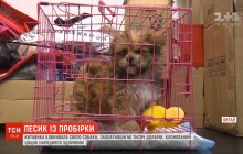 Китаянка заплатила за клонування свого собаки 56 тисяч доларів (відео)