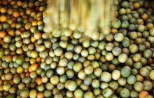 В Украину не пустили зараженные цитрусовые из Польши