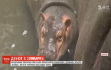 У шанхайському зоопарку публіці показали півторамісячного гіпопотамчика (відео)