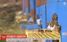 Пасечник со Львовщины обещает тысячу долларов за информацию о ворах его ульев (видео)